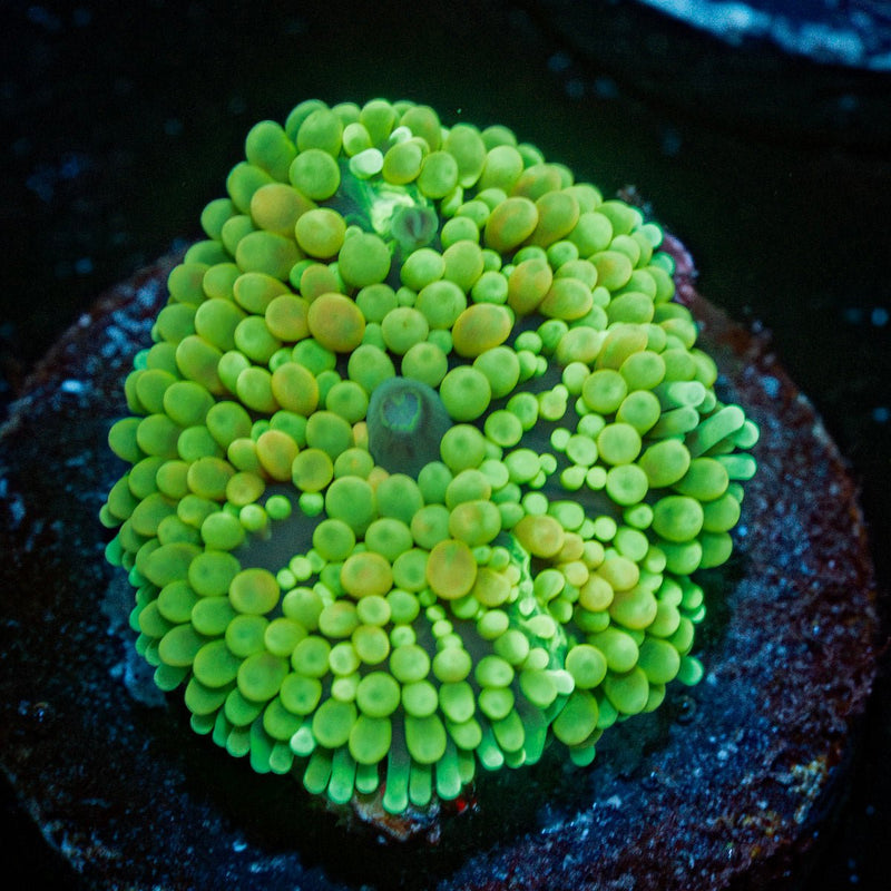 Lime Green Ricordea Mushroom