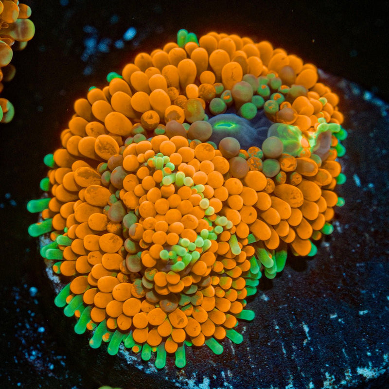 Orange Ultra Ricordea Mushroom
