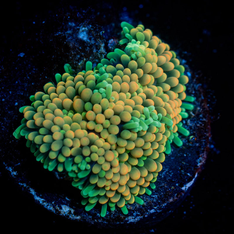 Ultra ricordea Mushroom