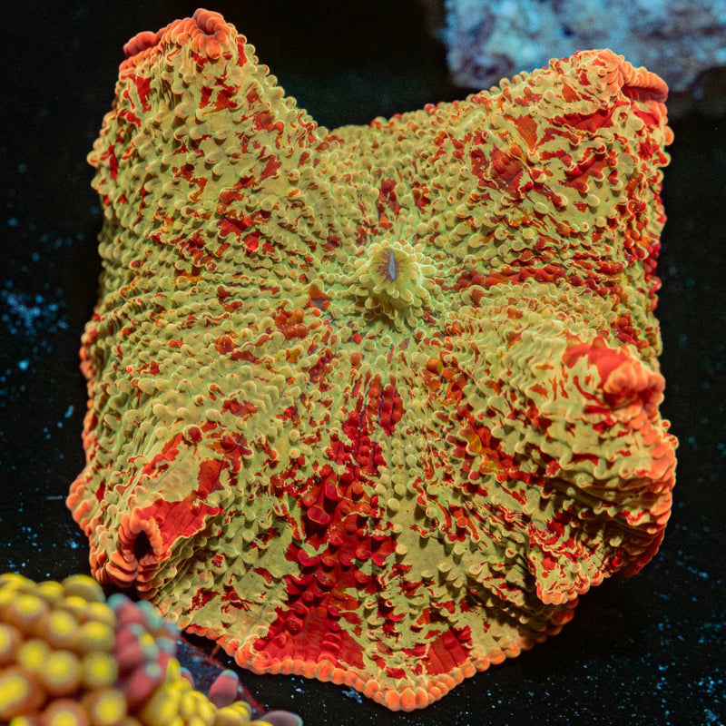 Ultimate Jawbreaker Mushroom