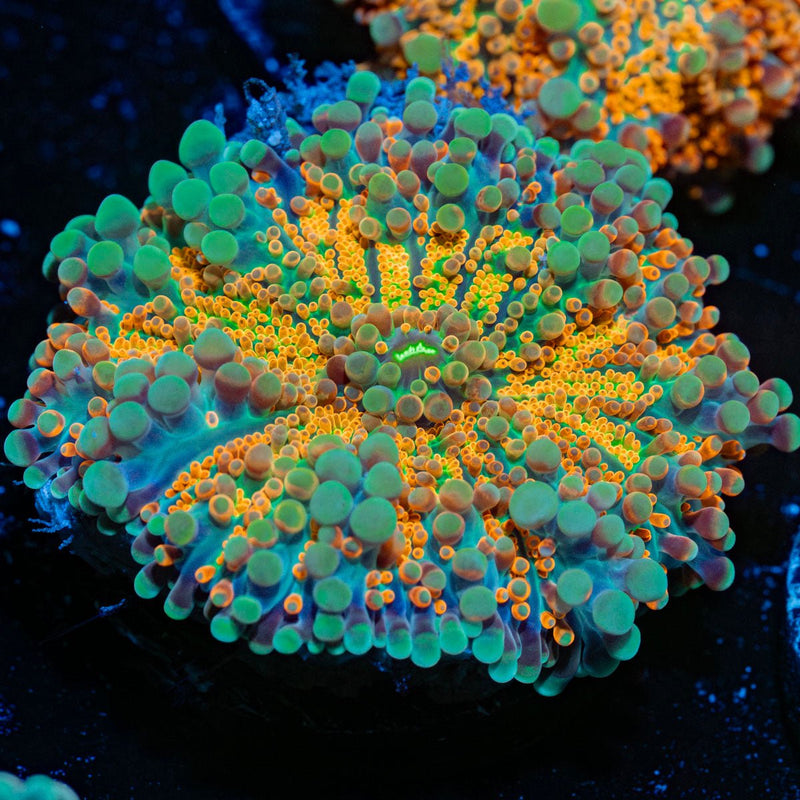 SunRise Yuma Mushroom