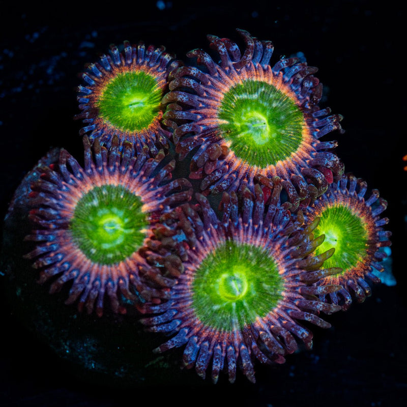Funny D's Zoanthid