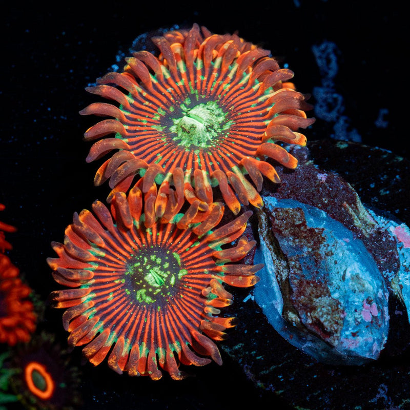 Dark Magicians Zoanthid
