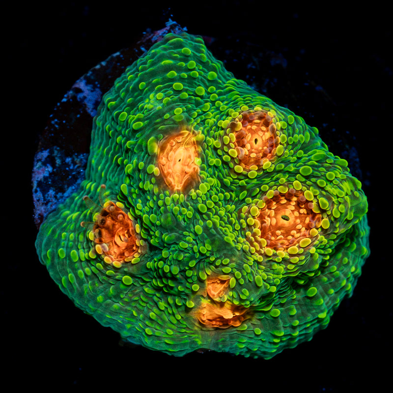 Mummy Eye Chalice Coral with encrusting growth in reef aquarium