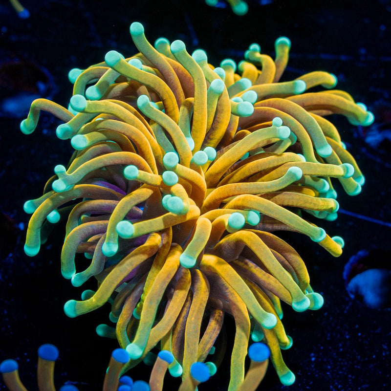 Inferno Torch Euphyllia