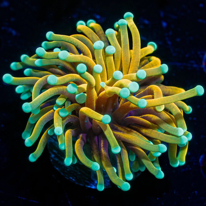 Inferno Torch Euphyllia