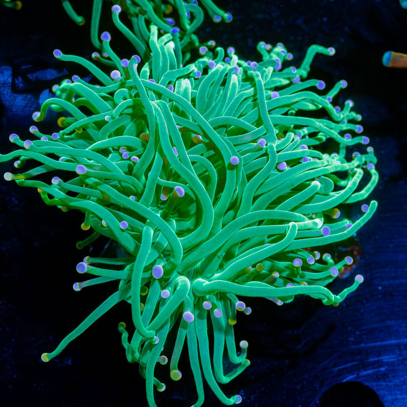 Pink Tipped Torch Euphyllia