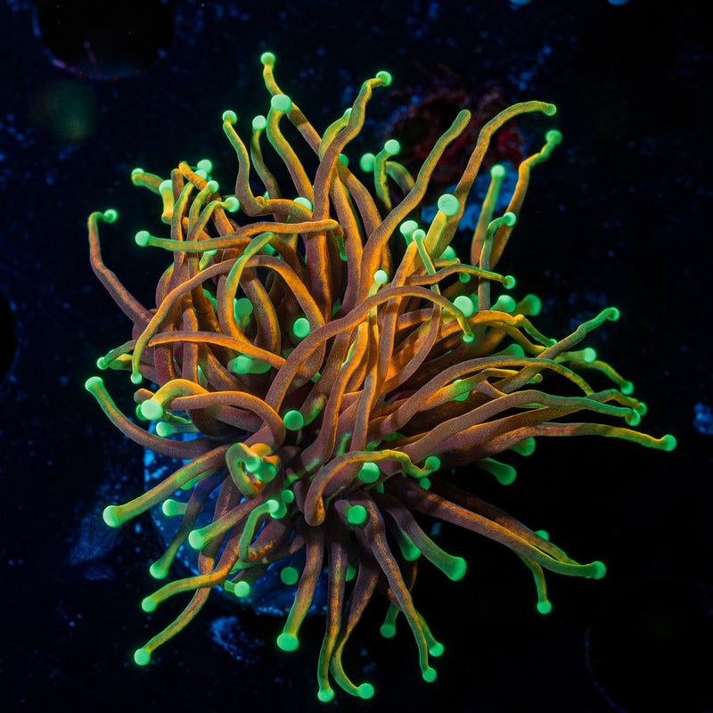 Golden Dragon Torch Euphyllia