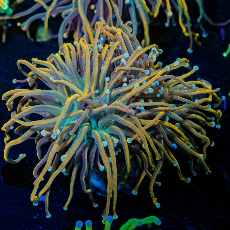 Dragon Talmer Torch Euphyllia