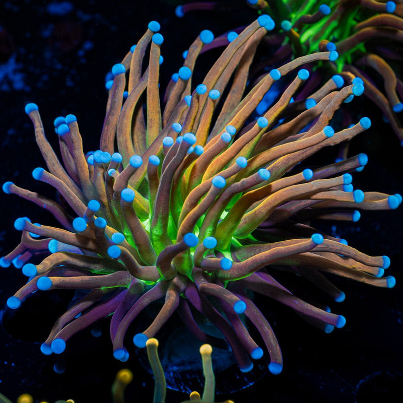 Mardi Gras Torch Euphyllia