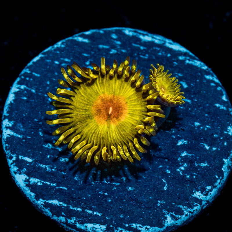 Golden God Zoanthid
