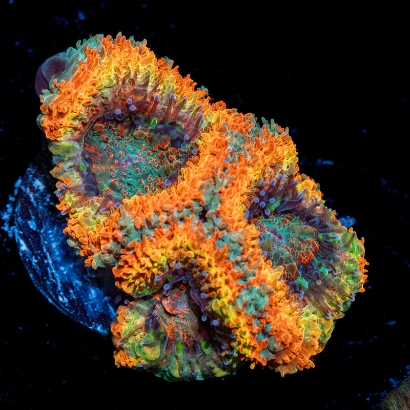 SunRise Rainbow Acan Coral with fleshy polyps in reef aquarium