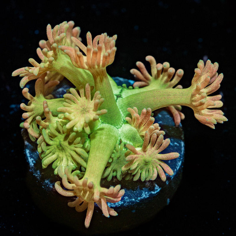 Lovers Goniopora