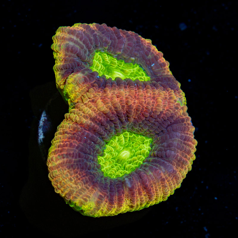 Dragon Soul Favia Coral with encrusting growth in reef aquarium