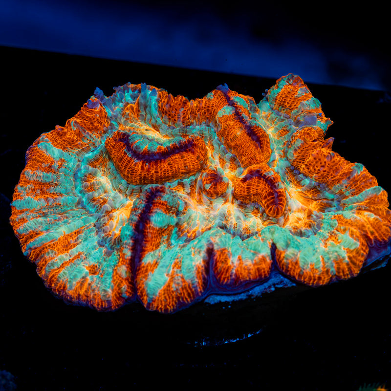 Tsunami Wilsoni Coral with fleshy open polyp in reef aquarium