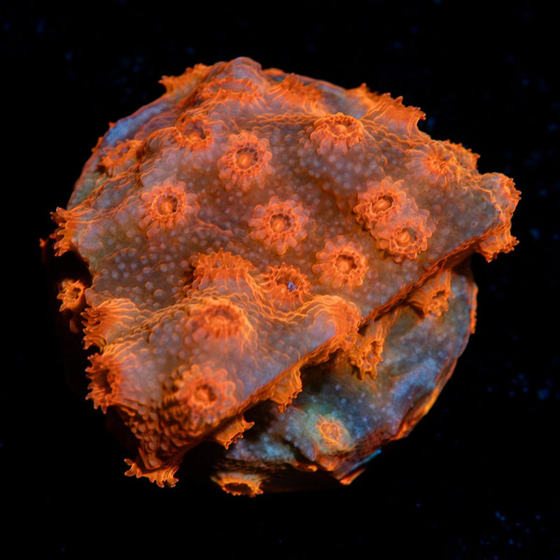 BrimStone Cypreastrea