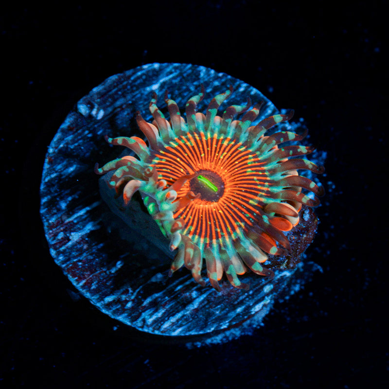 Seduction Zoanthid Coral colony growth in reef aquarium