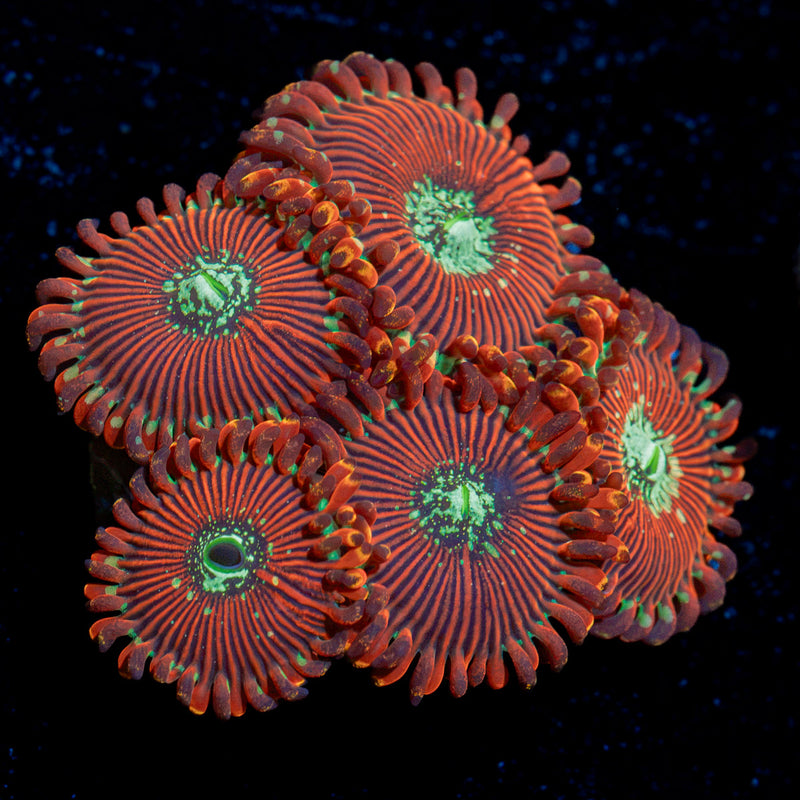 Dark Magician zoanthid coral colony growth in reef aquarium