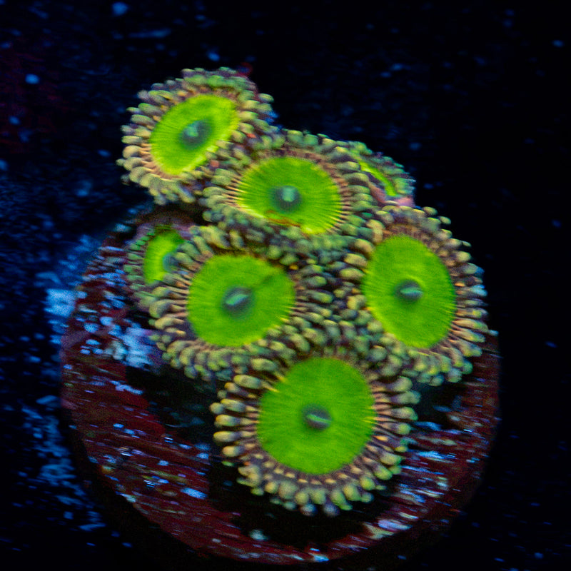 Candy Apple Green Zoanthid Coral colony growth in reef aquarium