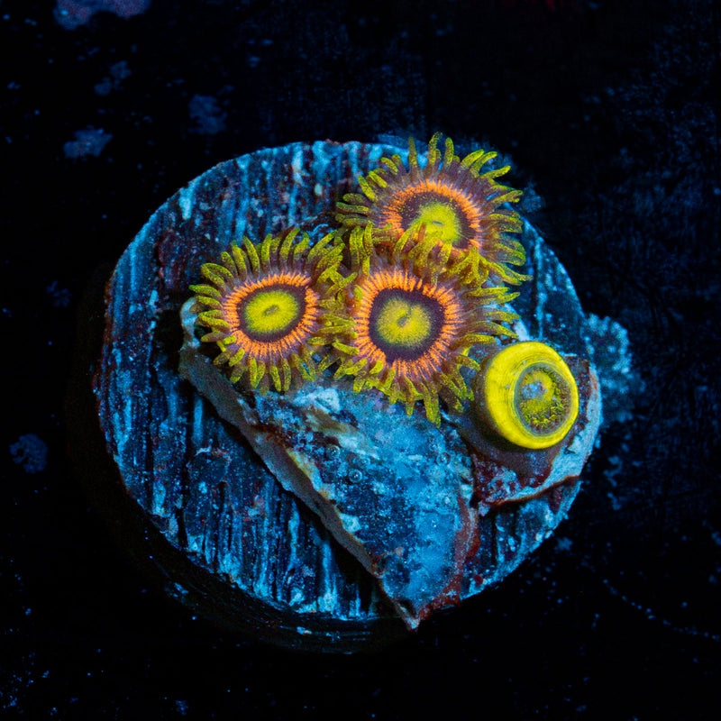 Kamikaze Zoanthid Coral colony growth in reef aquarium