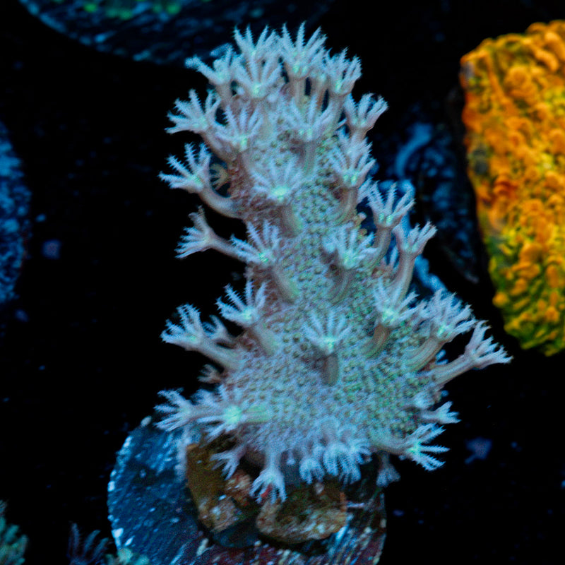 Classic Finger Leather Coral with textured branches in reef aquarium