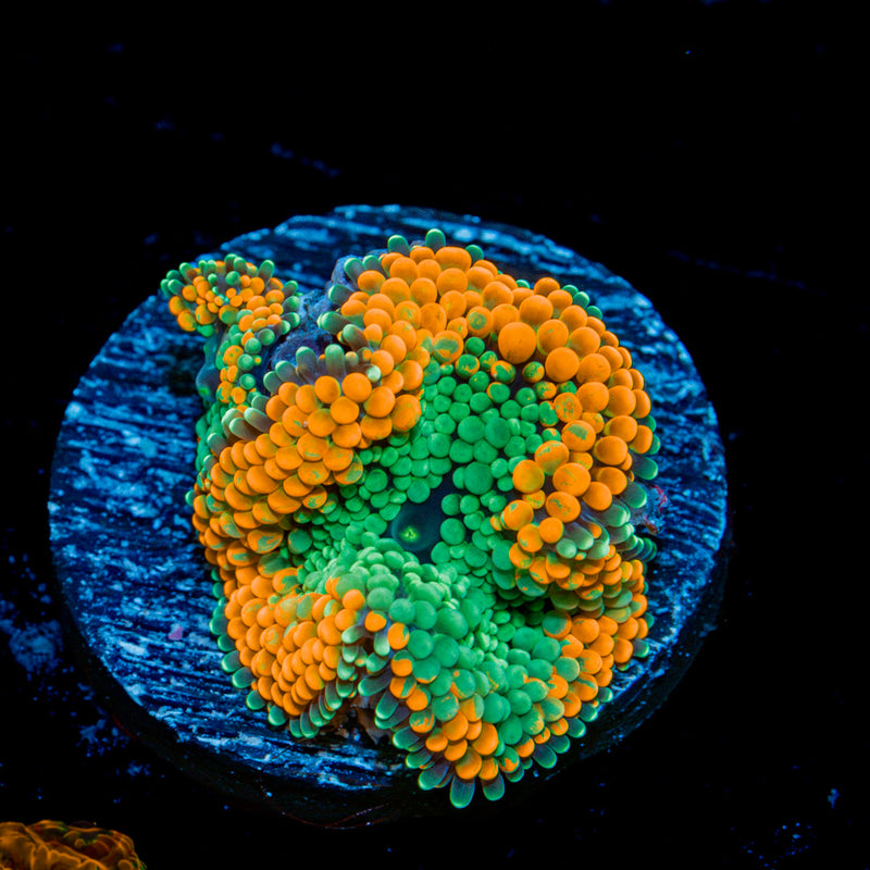Orange Ricordea Mushroom Coral with mushroom disc in reef aquarium