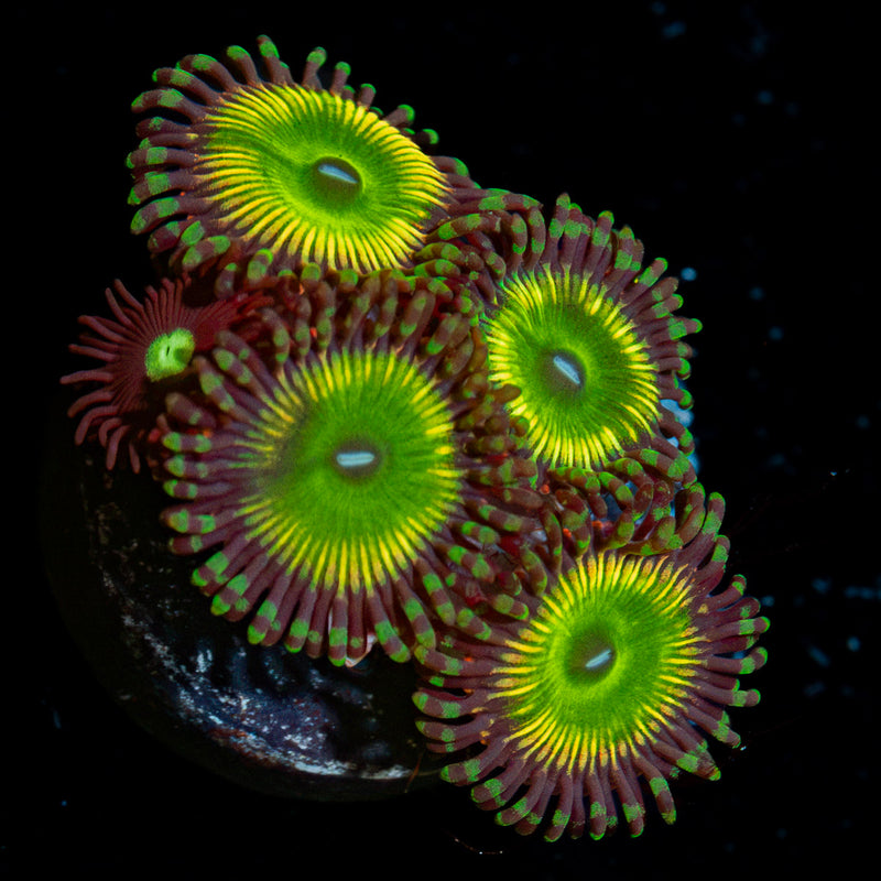 Peach Tea Zoanthid Coral colony growth in reef aquarium