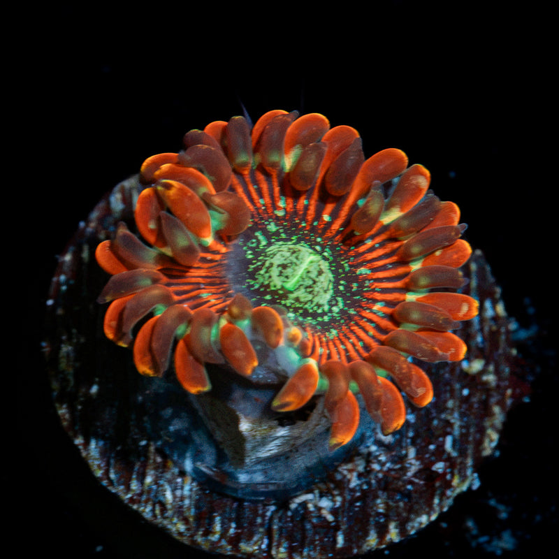 Dark Magicians Zoanthid Coral colony growth in reef aquarium