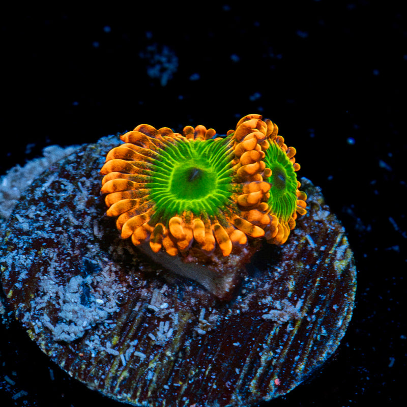 Oompa Loompa Zoanthid Coral with colony growth in reef aquarium