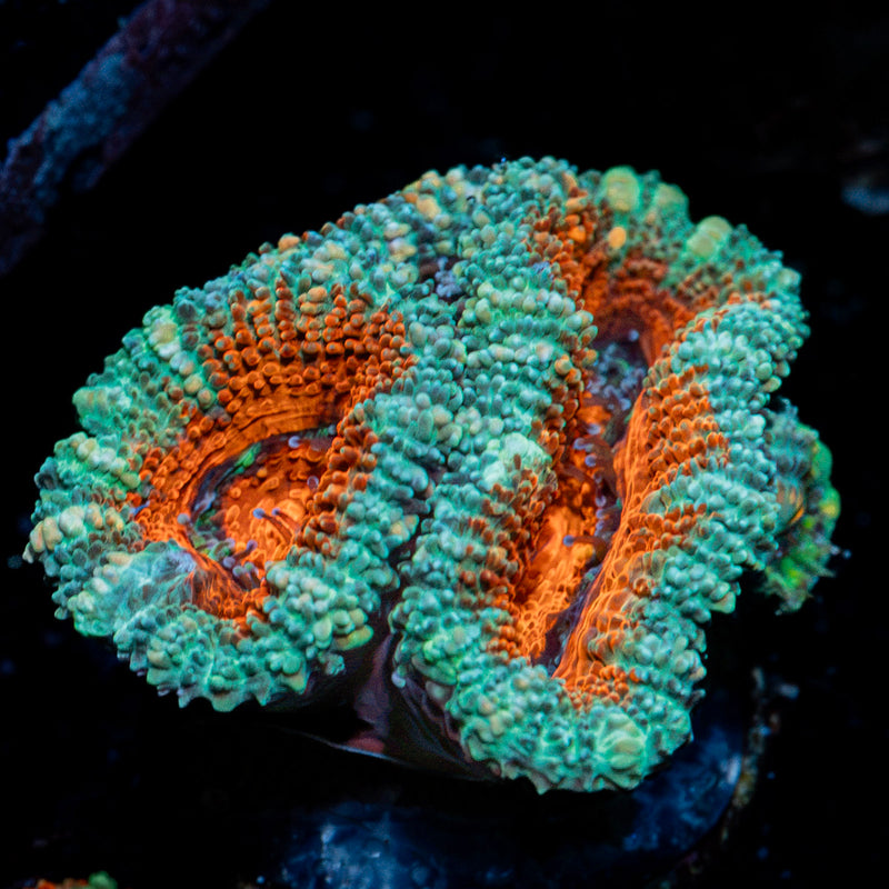 Acan Coral with fleshy polyps in reef aquarium
