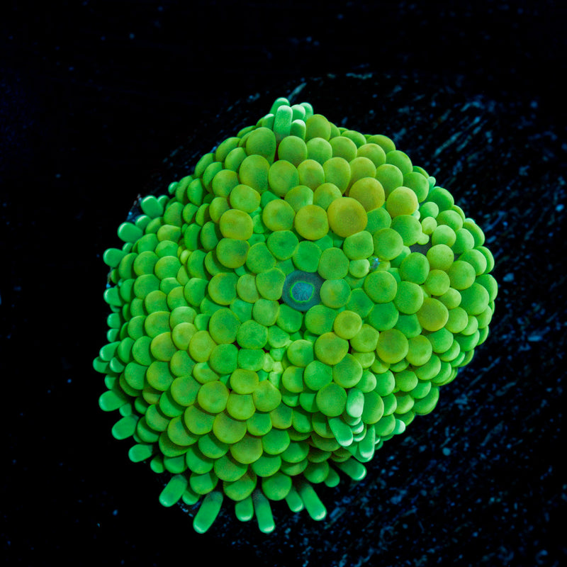 Green Ricordea Mushroom Coral