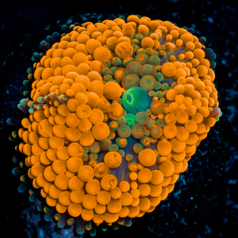 Orange Ricordea Mushroom Coral
