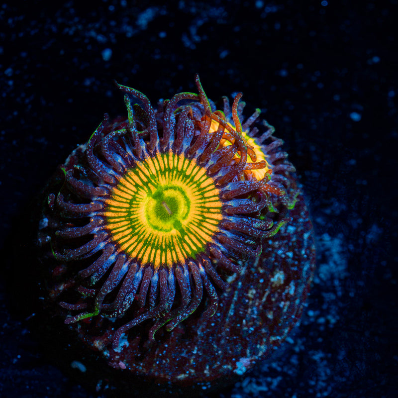 Sunny D Zoanthid Coral