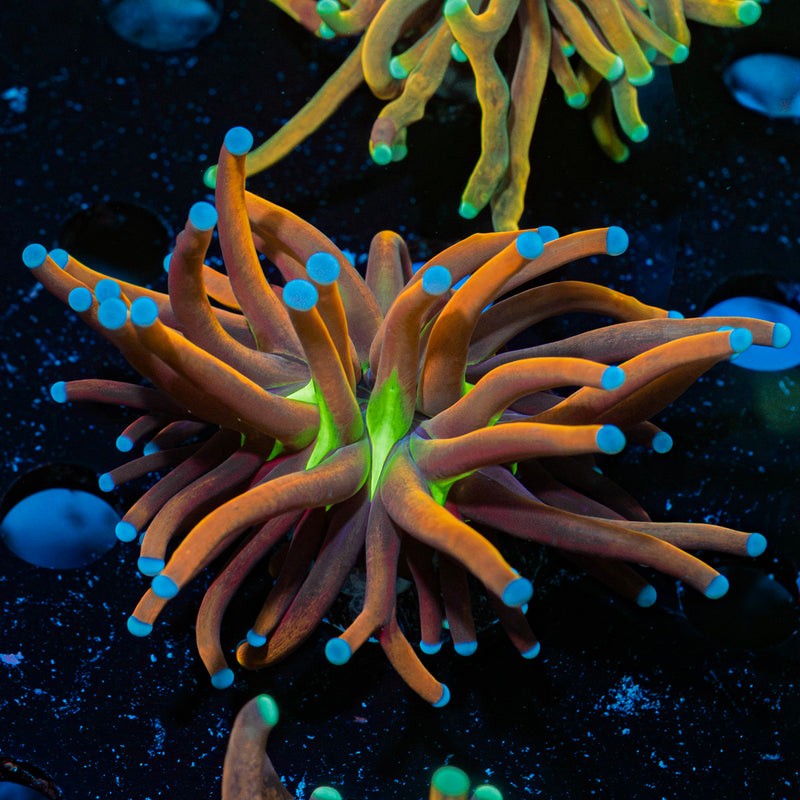 Mardi Gras Torch Euphyllia Coral with flowing tentacles in reef aquarium
