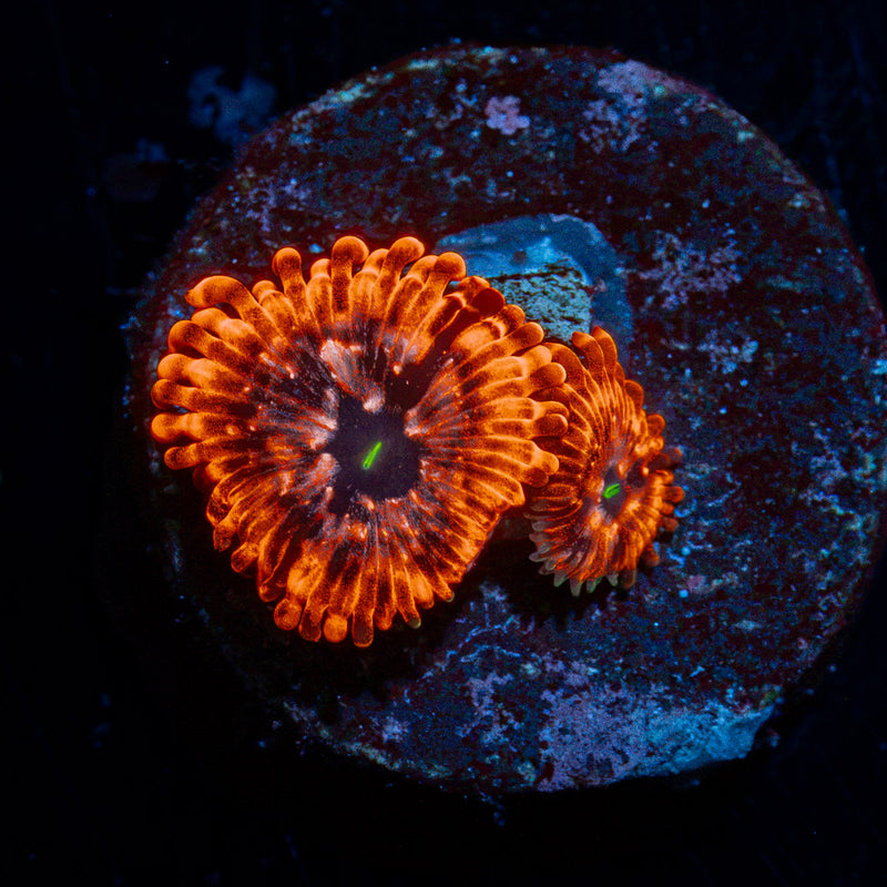 Utter Chaos Zoanthid Coral