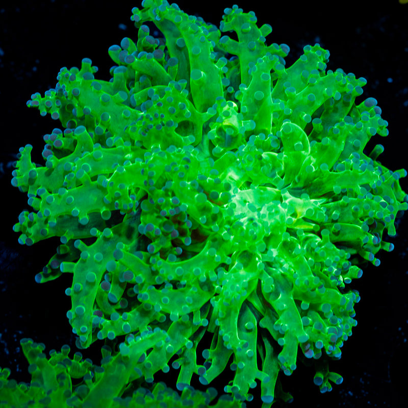 Classic Frogspawn Euphyllia Coral with branching fleshy heads in reef aquarium