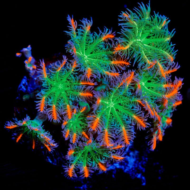 ARC FireWork Clove Polyps Coral with colony growth in reef aquarium
