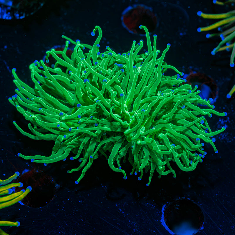 Todds Torch Euphyllia Coral