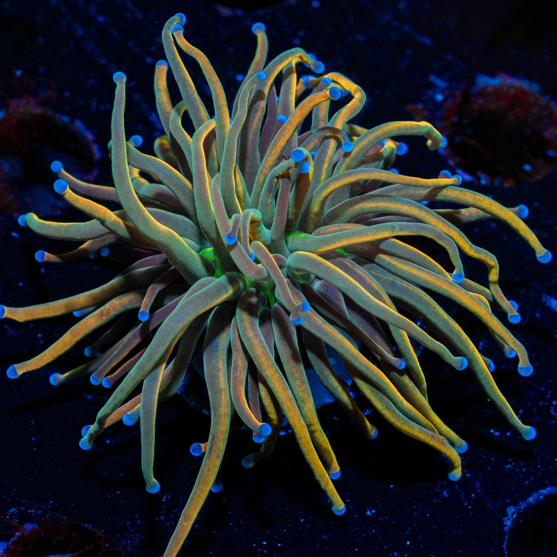 Dragon Tamer Euphyllia Coral