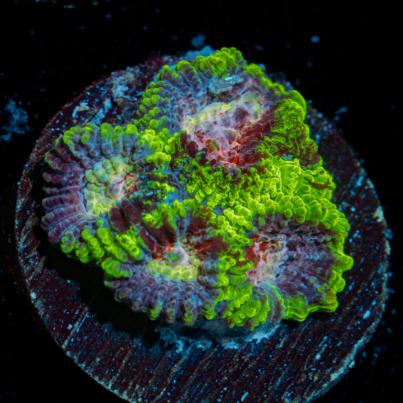 Purple Heart Dips Astraea Coral with encrusting growth in reef aquarium