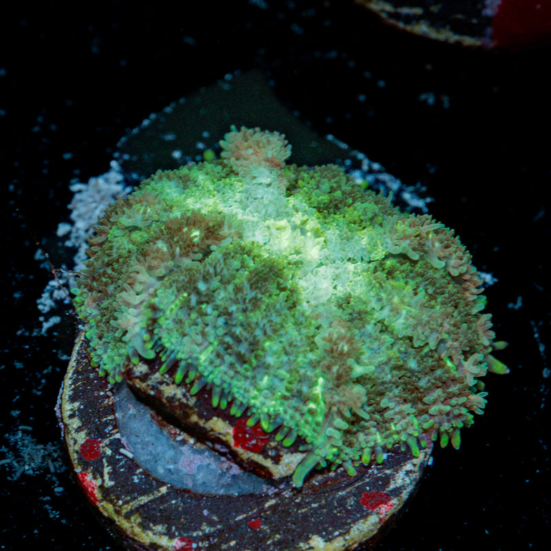 Carpet Bomb Mushroom Coral with distinctive mushroom disc in reef aquarium