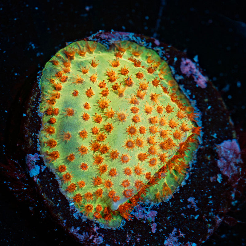 Burning Banana Stylocoeniella Coral