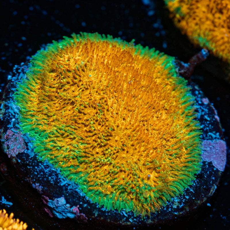 Watermelon Pascamacora Coral