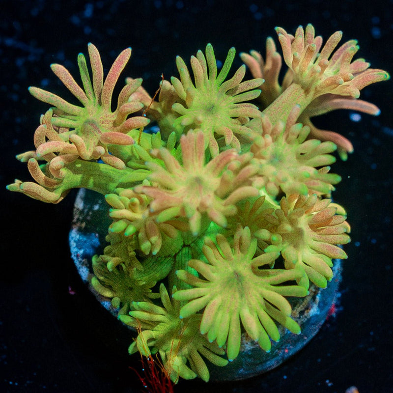 Iron Man zoanthid