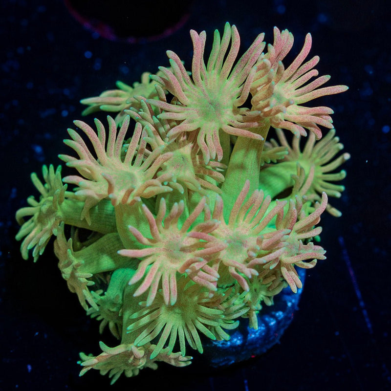 Lovers Goniopora