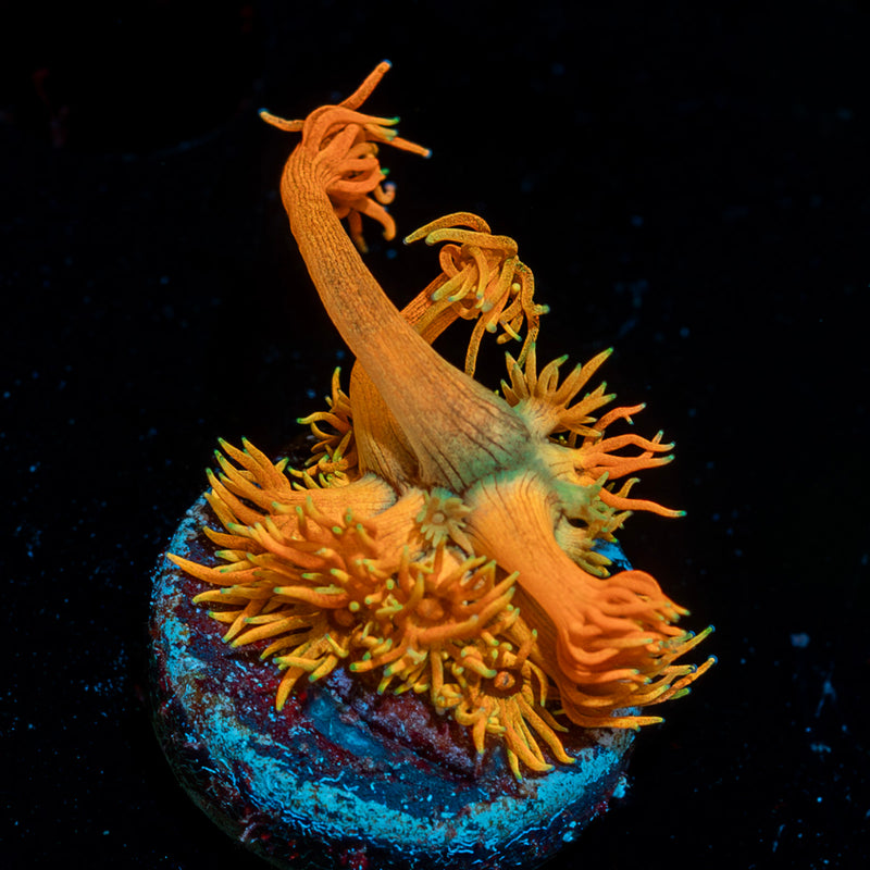 Lola Bunny Zoanthid