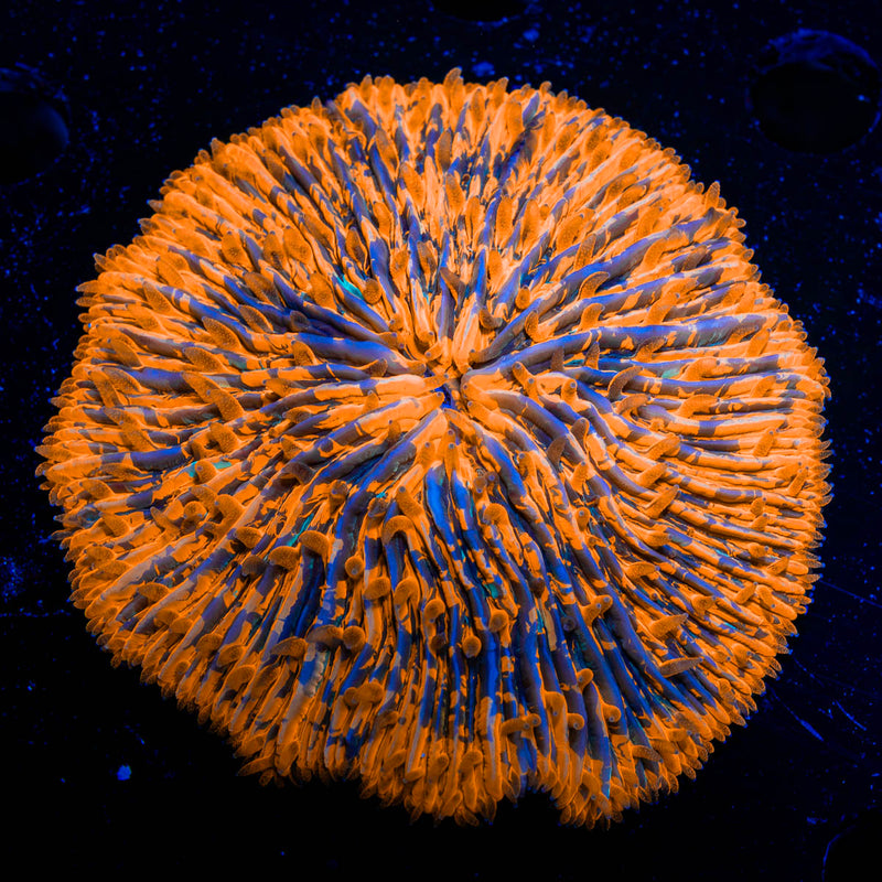 Splatter Fungia Plate Coral with colorful oral disc in reef aquarium
