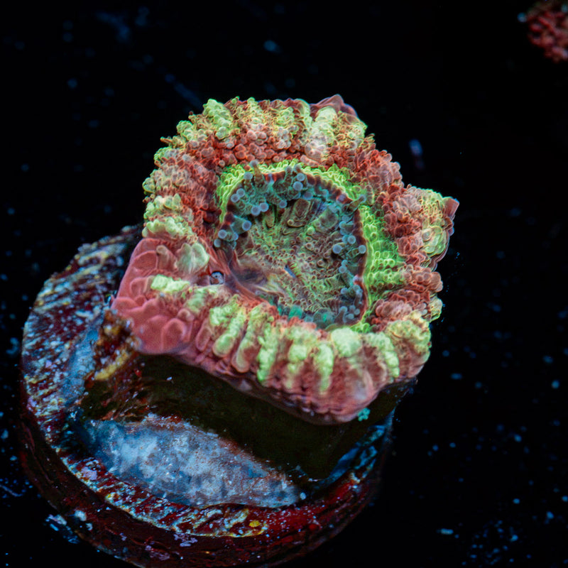 koola Eye Acan coral