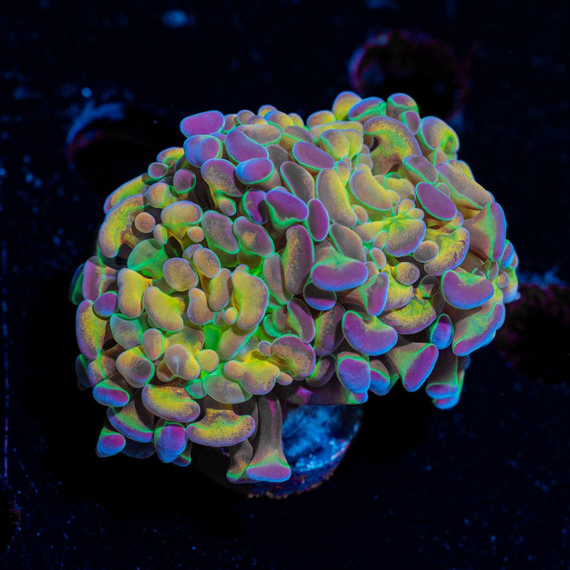 Rainbow Kaleidoscope Hammer Euphyllia