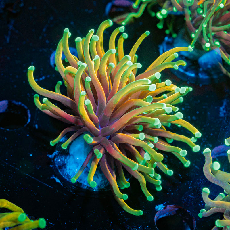 Hellfire Torch Euphylliua Coral